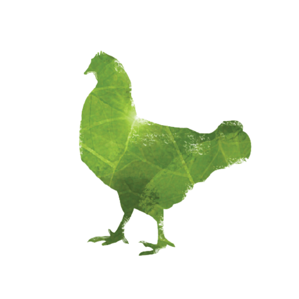 כיתה ג׳, בית ספר קורצ׳אק